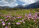 Spring in Omalos