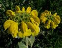 Jerusalem sage