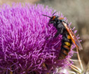 Solitary wasp on a thistle