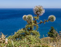 Spiny globe thistle