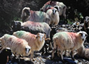 Colorful sheep