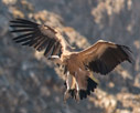 Griffon vulture getting ready to land