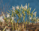 Sea daffodils