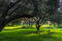Evening sun in an olive grove