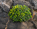 Euphorbia acanthothamnos - Greek spiny spurge