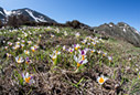 A field of crocuses in the White Mountains