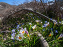 Crocus sieberi and Scilla nana in the White Mountains