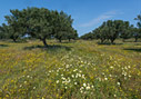 Olive trees on Akrotiri