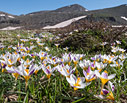 A field of Crocus sieberi in the White Mountains