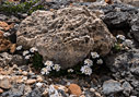 Iberis sempervirens