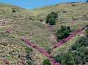 Flowering oleander