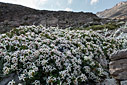 Mountains flowers - Daphne oleoides