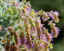 Flowering Dittany