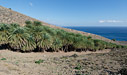 Cretan palm forest of Agios Nikitas