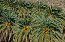 Cretan date palms
