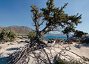 Juniper tree on Kedrodasos beach