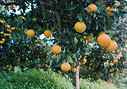 The oranges are getting ripe