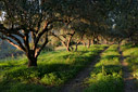 An olive grove at sunset time
