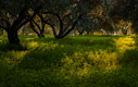 An olive grove at sunset time