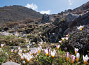 Crocus sieberi