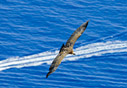 Griffon vulture above the sea