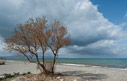 Tamarisk tree on Gerani beach