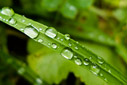 Rainy days