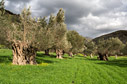 Spring in an olive grove