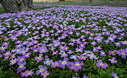 Spring in Crete