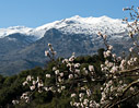 Spring in Apokorona