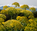 Giant fennel