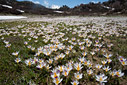 A field of Crocus sieberi at Poria