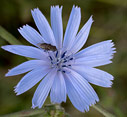 Chicory flower