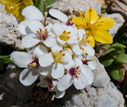 Close-up of Iberis semprevirens