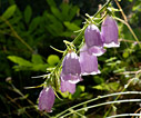 Campanula cretica