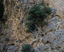 Fig tree in a cliff 