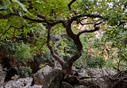 Plane tree in the Diktamos gorge