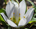 Androcymbium rechingeri