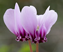 Two cyclamen flowers