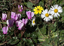 Winter flowers