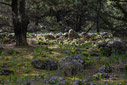 In the forest near Agios Ioannis