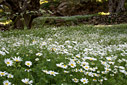 Spring in an olive grove