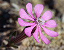 Silene colorata