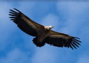 Griffon vulture