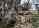 Ancient olive tree in Eleftherna 