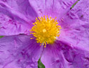 Cistus creticus close-up