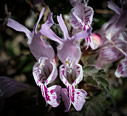 Lamium garganicum subsp striatum
