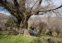 Zelkova abelicea