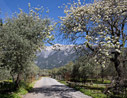 Spring in Anopolis