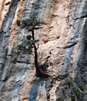 Cypress tree in a cliff 